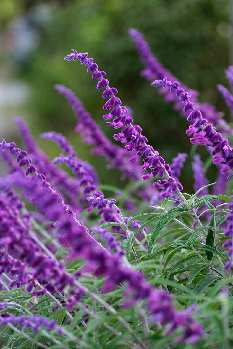 小池先生コラム 花通信 アメジストセージ 和漢シンカ研究所